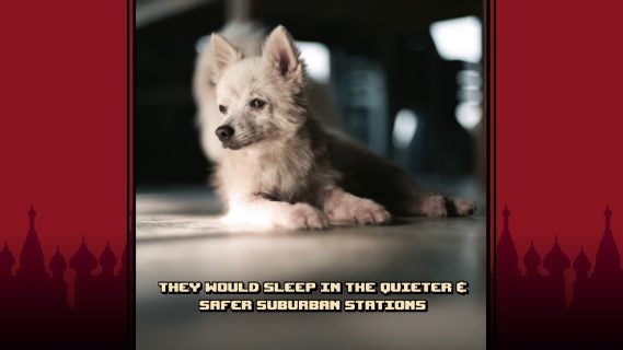 russian subway dogs from spooky
