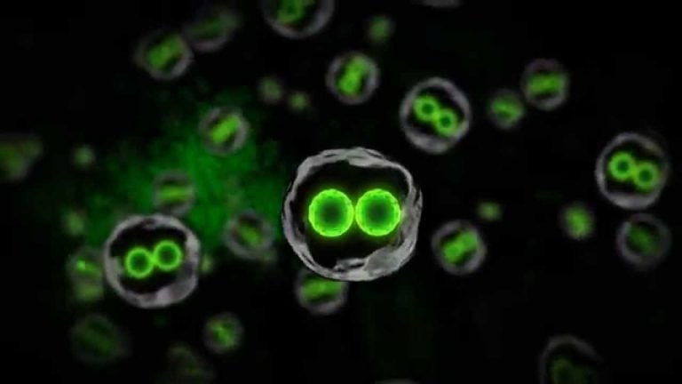 boid revealed ahead of gamescom