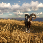2CC Mouflon sheep 1920x1080