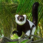 PZ Anniversary Screenshots Lemur 3 3840x2160