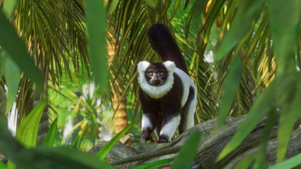 PZ Anniversary Screenshots Lemur 5 3840x2160 scaled